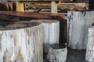 Versteend Hout